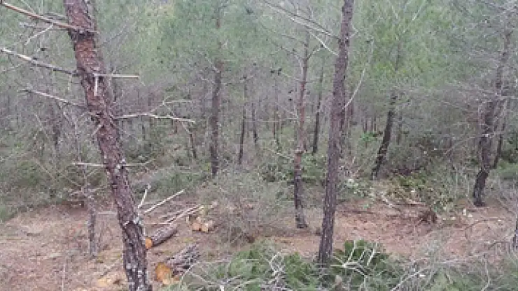 Vezirköprü'de ormanlara sıklık bakım operasyonu