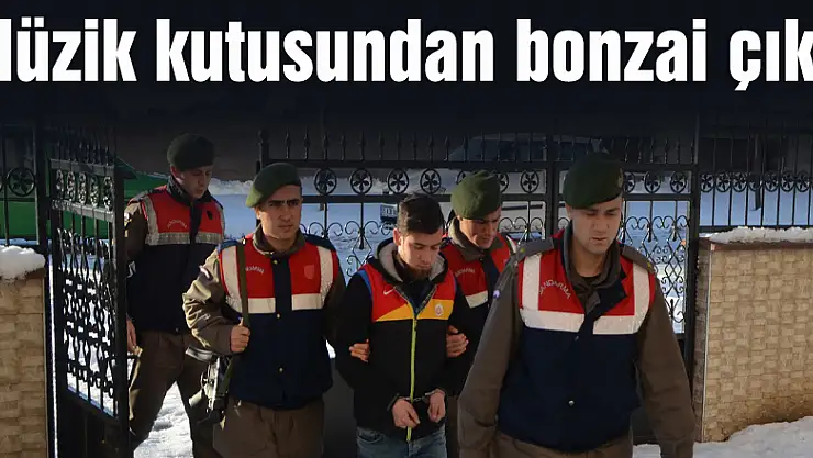 Müzik kutusundan bonzai çıktı