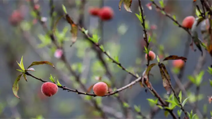 İlk cemre havaya düşüyor! Cemre nedir?