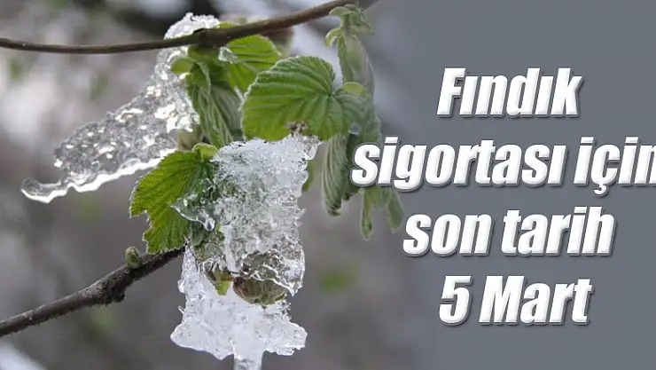 Fındık sigortası için son tarih 5 Mart