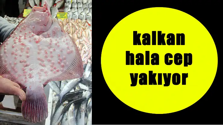 Balık fiyatları düştü ama kalkan hala cep yakıyor
