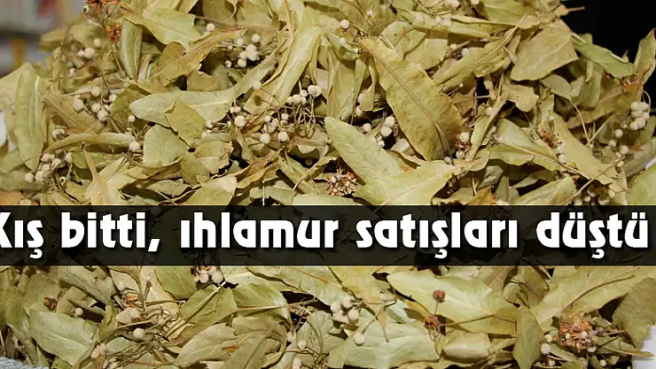 Kış bitti, ıhlamur satışları düştü