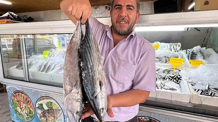 54 ülkeye balık ihracatı