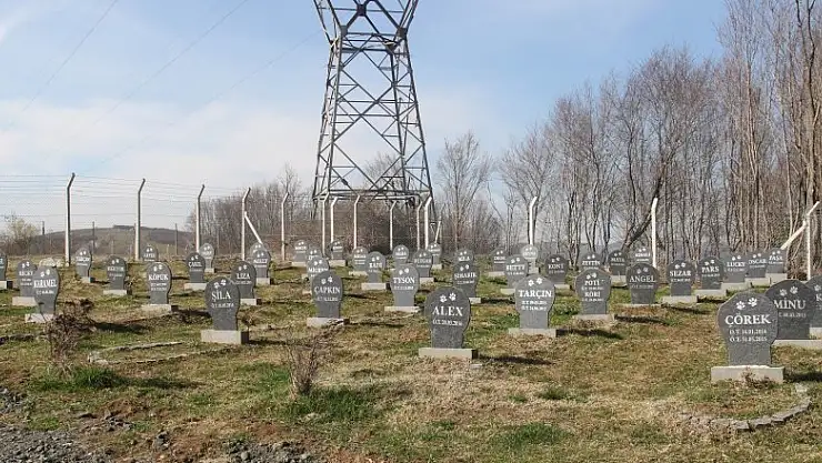 Bu barınakta hayvan mezarlığı var