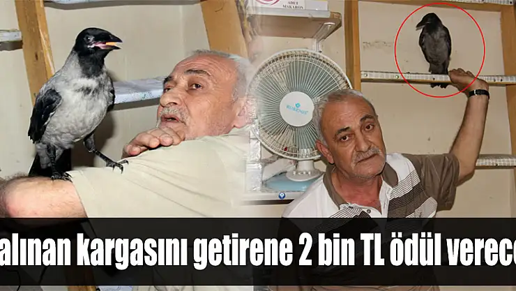 Çalınan kargasını getirene 2 bin TL ödül verecek