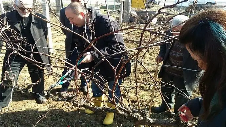Bağlarda kış budaması eğitimi tamamlandı