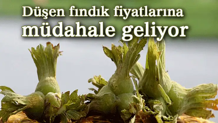 Düşen fındık fiyatlarına müdahale geliyor