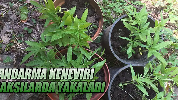 JANDARMA KENEVİRİ  SAKSILARDA YAKALADI