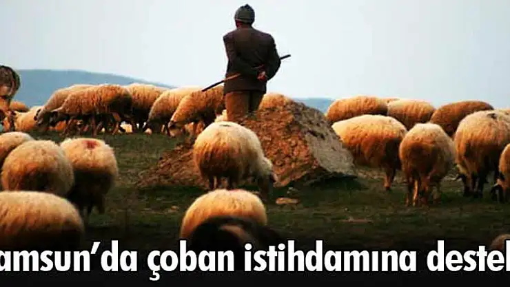 Samsun'da çoban istihdamına destek 
