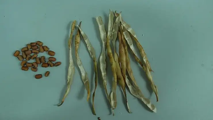  Türkiye'nin ilk yemlik börülce çeşidi 'ülkem' tescil edildi