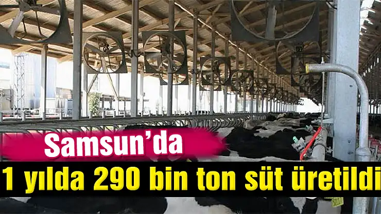 Samsun'da 1 yılda 290 bin ton süt üretildi