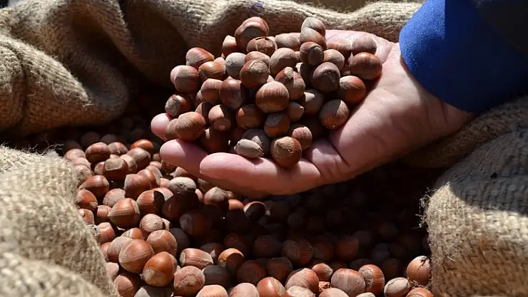 TMO'dan fındık sektörüne uyarı