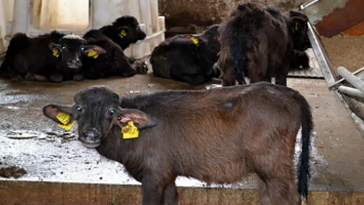 55 milyon hayvanın olduğu Türkiye'de etin kilosu 50 lira