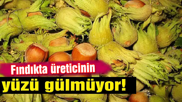 Fındıkta üreticinin yüzü gülmüyor!