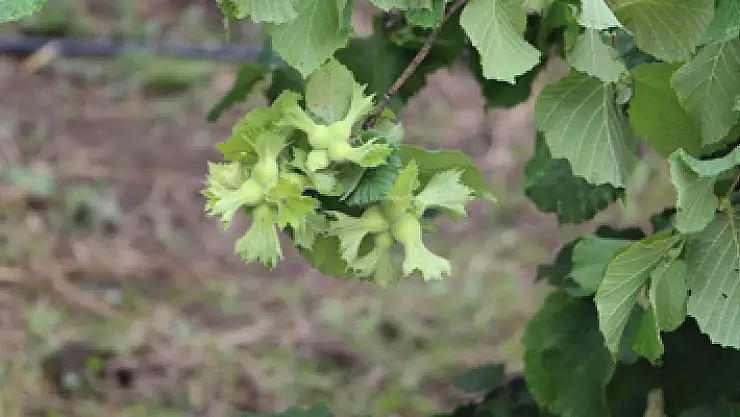 Fındıkta büyük umut