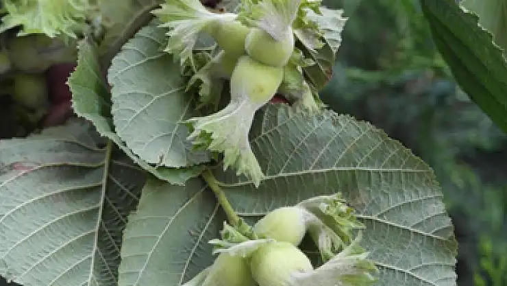 'TMO'nun müdahalesi üretici için güvence'