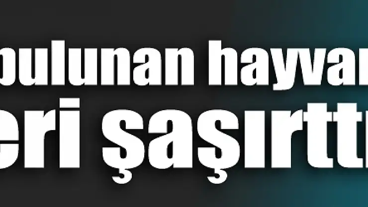 Mezarlıkta bulunan bu hayvan görenleri şaşırttı