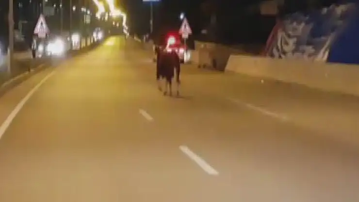 Boğa hem yolu hem de bayramı şaşırdı