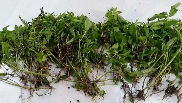 Jandarma dan esrar operasyonu