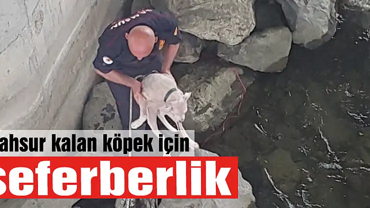 Mahsur kalan köpek için seferberlik