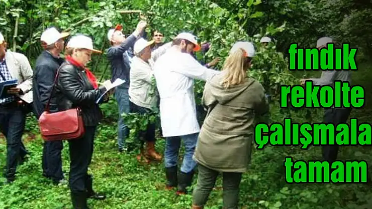 Samsun'da fındık rekolte çalışmaları tamam