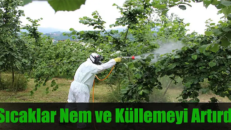 Sıcaklar ve nem, fındıkta küllemeyi arttırdı