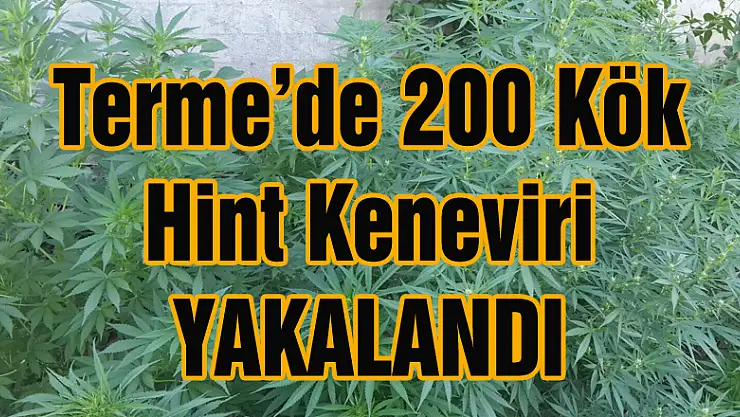 Terme'de 200 Kök Hint Keneviri yakalandı