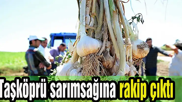 Taşköprü sarımsağına rakip çıktı