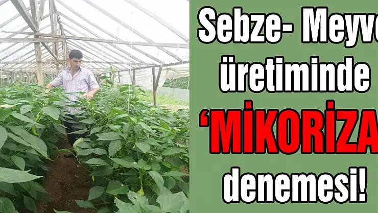 Sebze- Meyve üretiminde 'MİKORİZA' denemesi!
