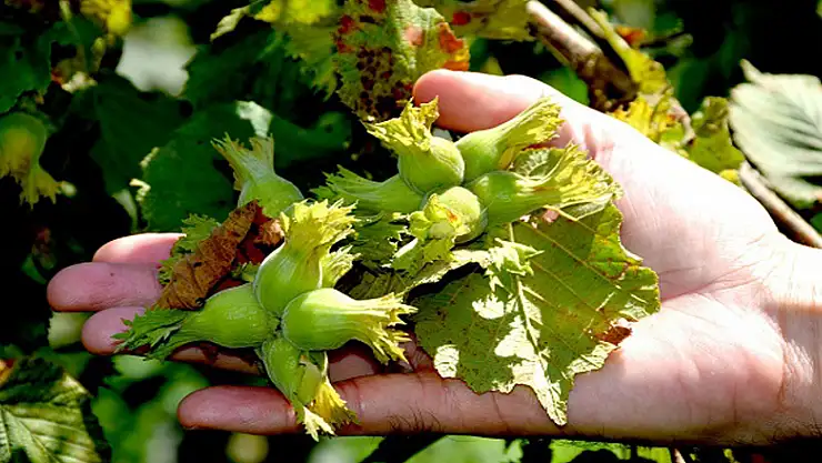 Fındık rekoltesine külleme darbesi