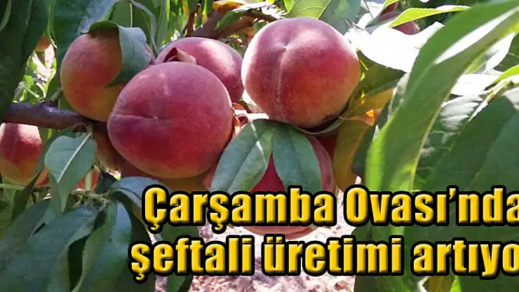 Çarşamba Ovası'nda şeftali üretimi artıyor