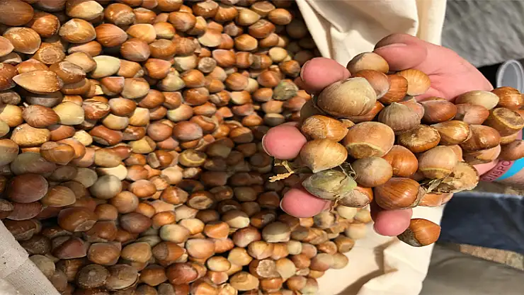 'Fındık devlet politikası olmalı'