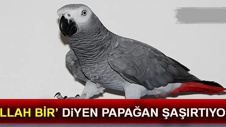 Kelime-i Tevhid söyleyen papağan 'Allah bir' diyor