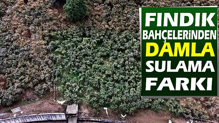 Fındık bahçelerinde damla sulama farkı