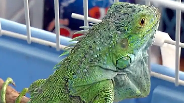 İnşaatta bulunan iguana koruma altına alındı