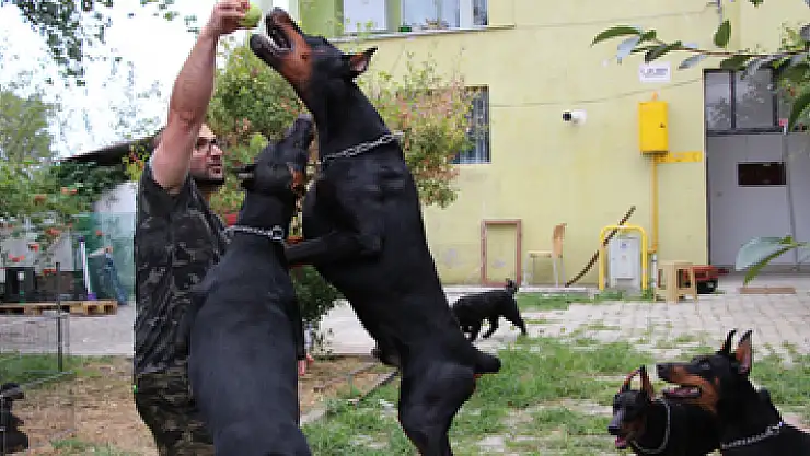 Doktorun 'doberman' hobisi