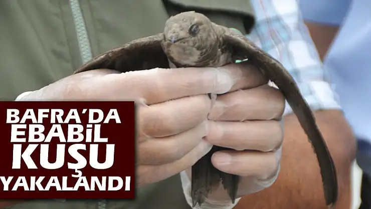 Bafra'da ebabil kuşu yakalandı