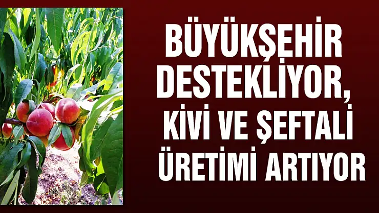 Büyükşehir destekliyor, kivi ve şeftali üretimi artıyor