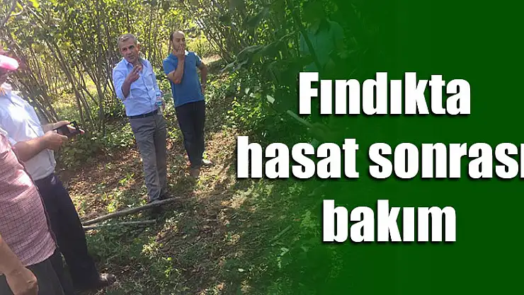 Fındıkta hasat sonrası bakım