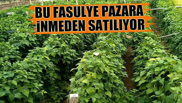 Bu fasulye pazara inmeden satılıyor