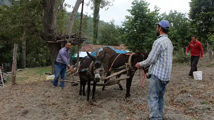 Kırsal mahallelerde eşekle tarım revaçta
