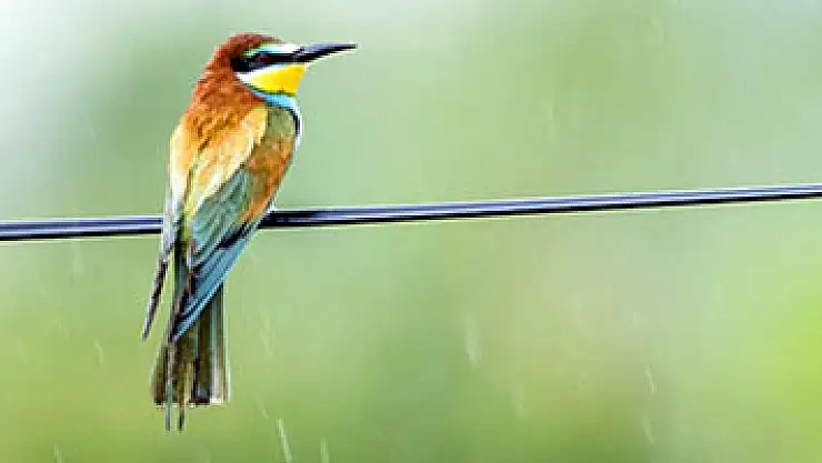 Samsun'da 154 endemik bitki ve hayvan türü tespit edildi