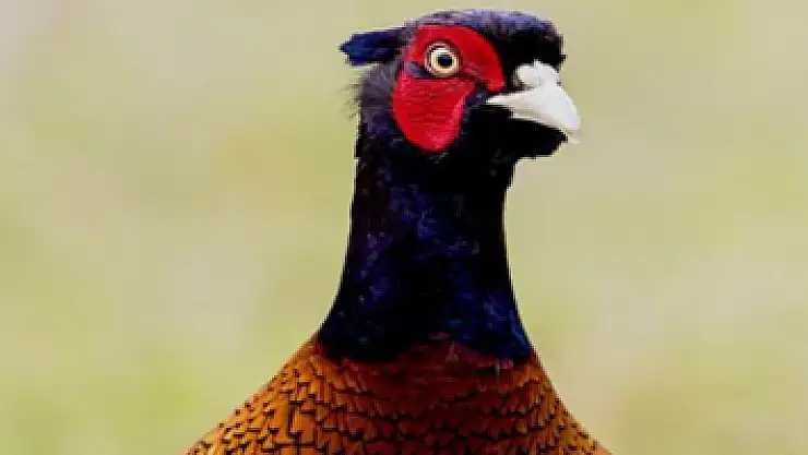 154 hayvan türü tespit edildi