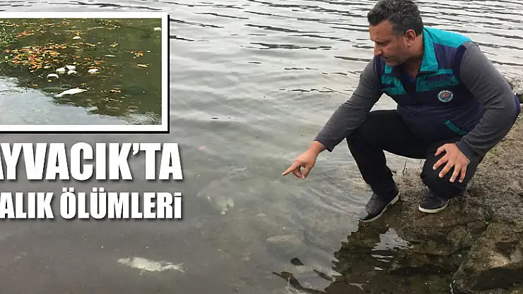 Ayvacık'ta Balık Ölümleri