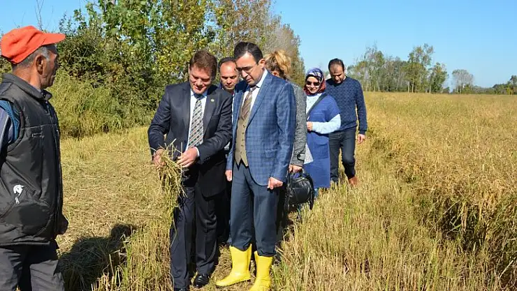  Çeltik altın yılını yaşıyor 