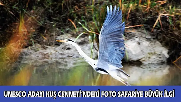  UNESCO adayı Kuş Cenneti'ndeki foto safariye büyük ilgi 