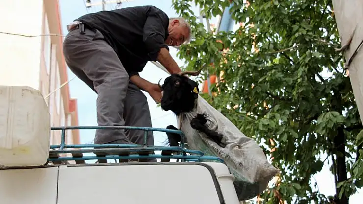 Keçileri kaçırtan yolculuk