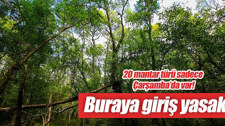 Bu mantarlar sadece Çarşamba'da