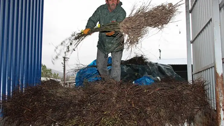 Büyükşehirden çiftçilere 4 bin kuşburnu fidanı 