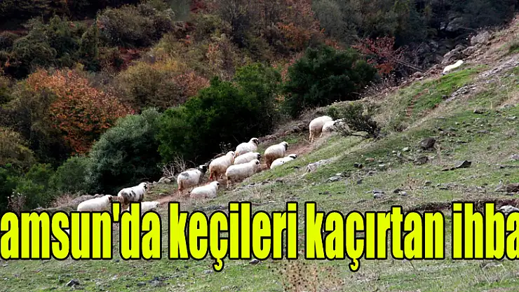 Samsun'da keçileri kaçırtan ihbar